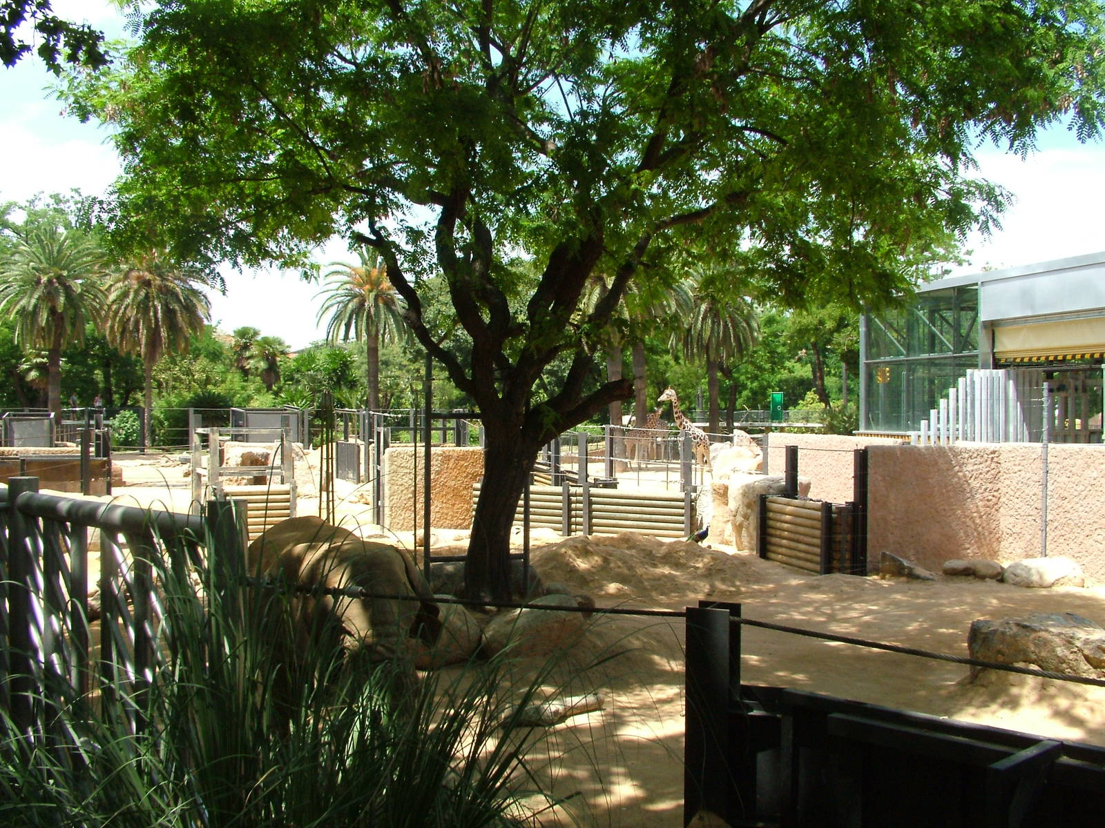 Elephant Paddock at Barcelona, 30/05/11