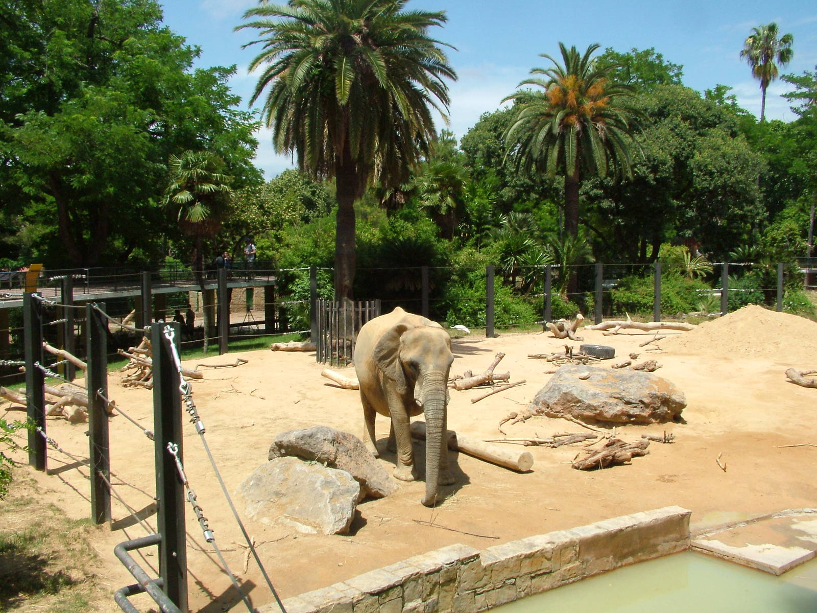 Elephant Paddock at Barcelona, 30/05/11