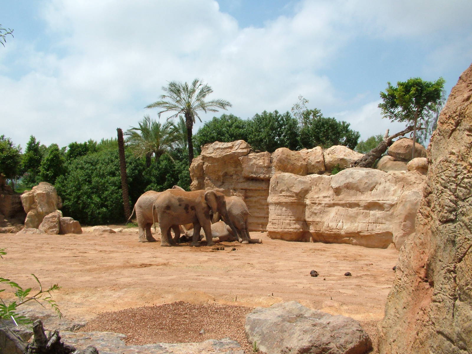 Elephant Paddock at Bioparc Valencia, 28/05/11