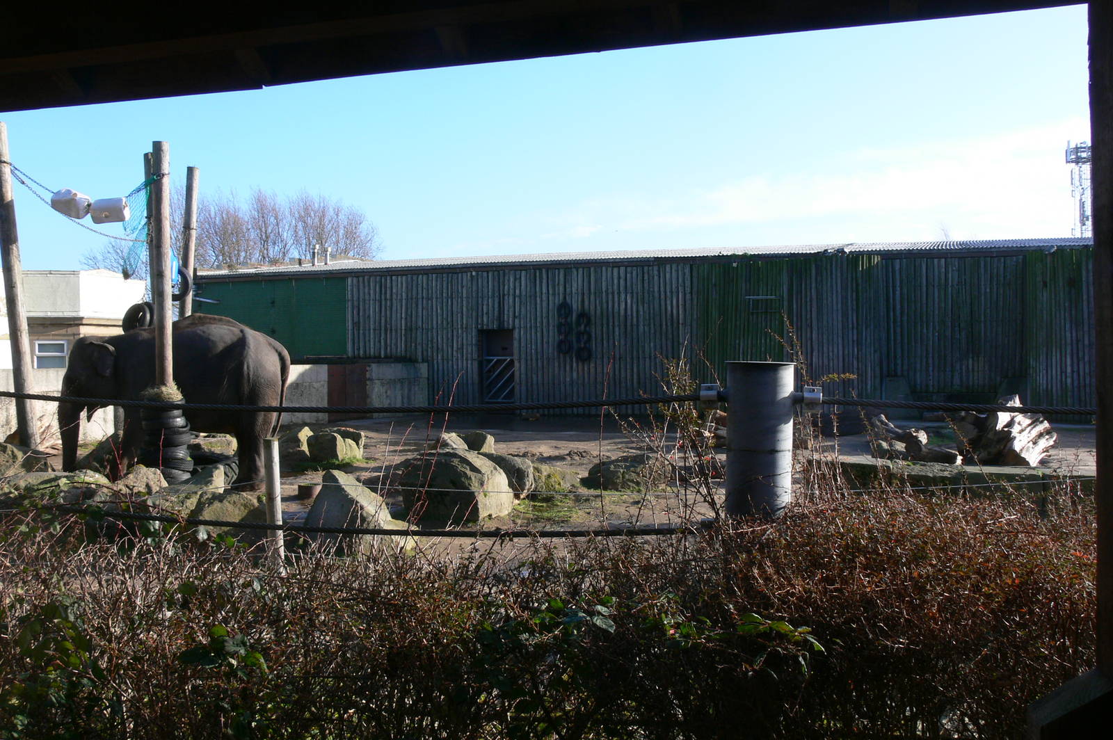 Elephant Paddock at Blackpool Zoo, 15/01/15