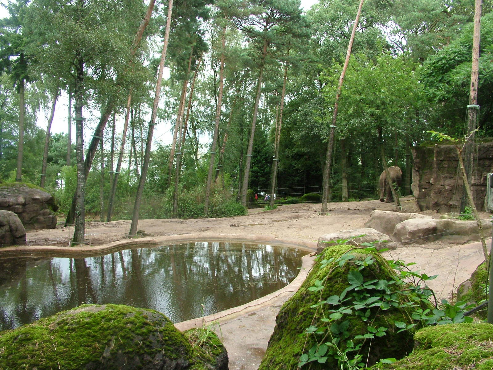 Elephant Paddock at Burgers Zoo Arnhem, 29/08/10