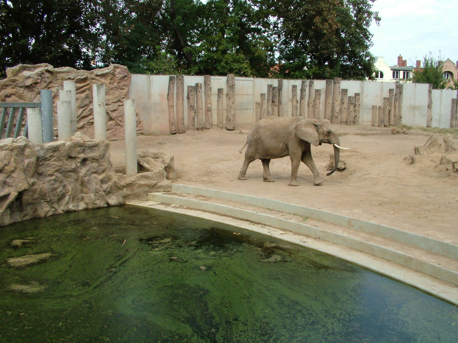 Elephant Paddock at Halle, 04/09/11