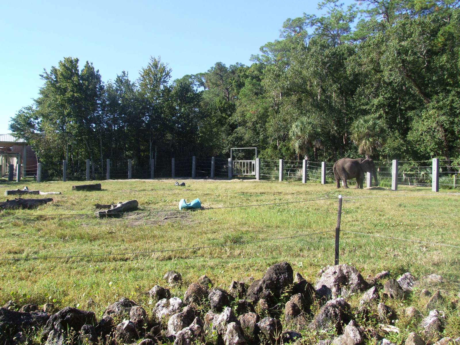 Elephant Paddock at Jacksonville, 10/10/13