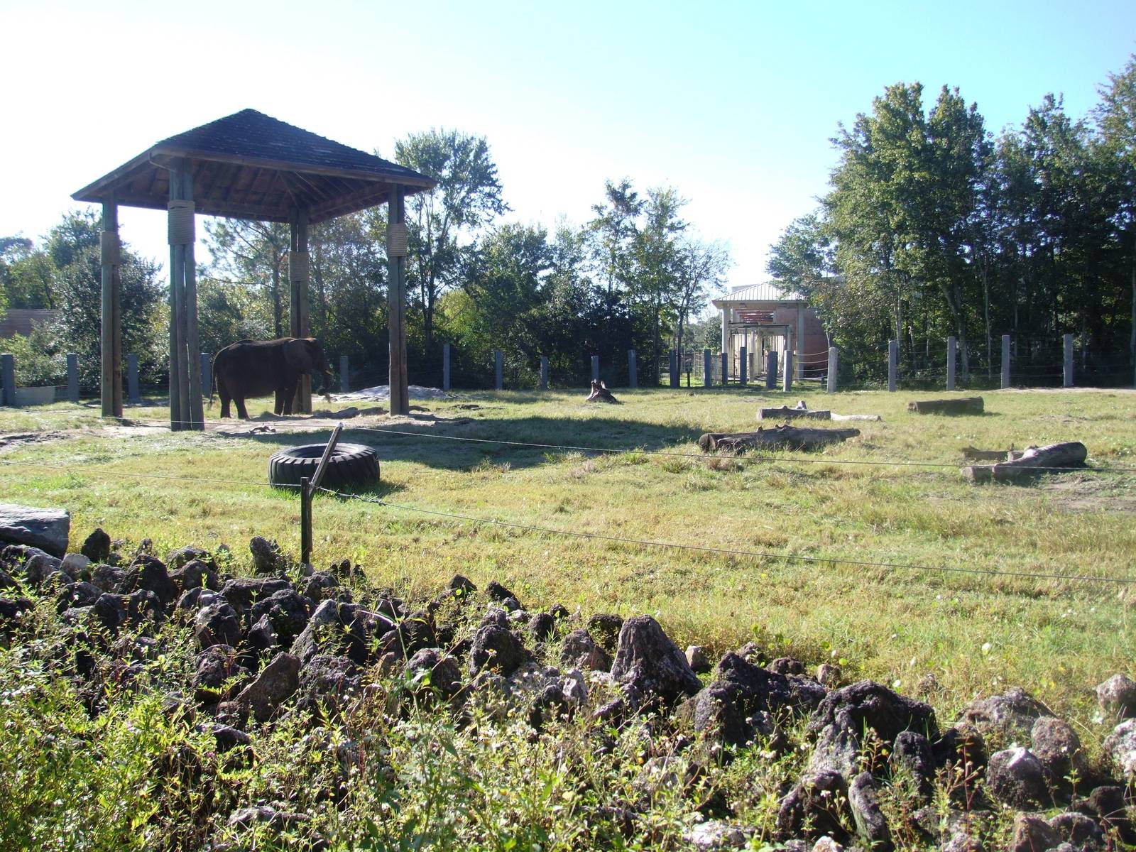 Elephant Paddock at Jacksonville, 10/10/13