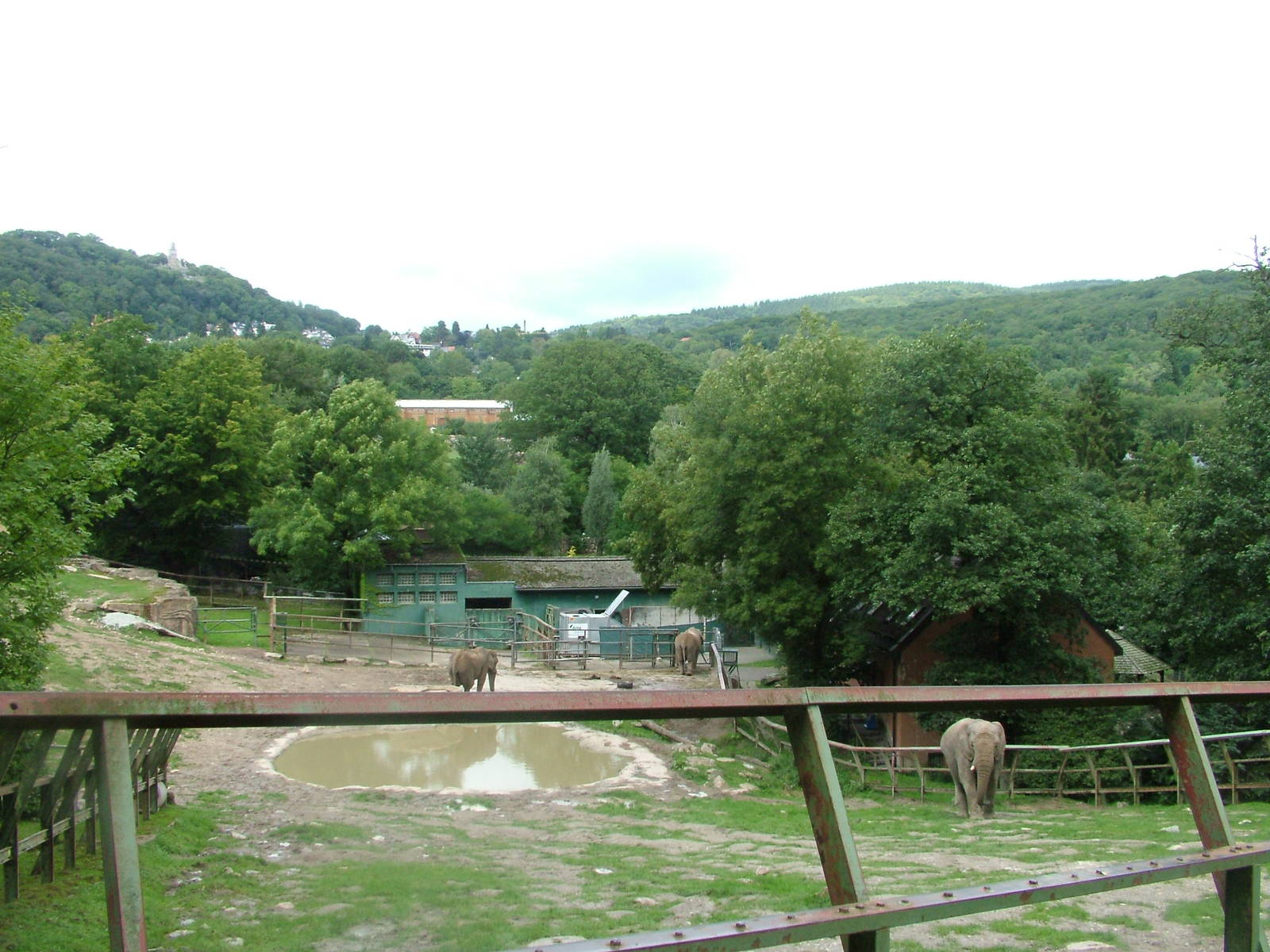 Elephant Paddock at Opel-Zoo Kronberg, 30/08/10
