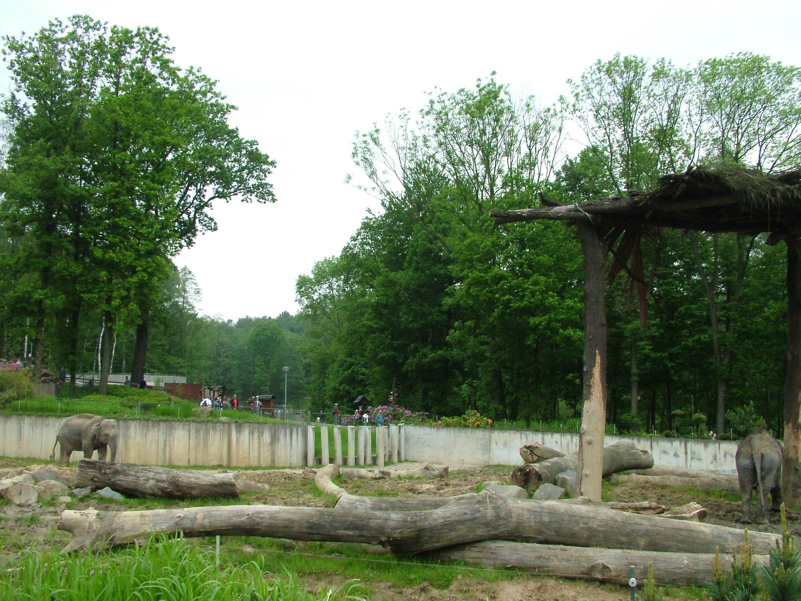 Elephant paddock at Ostrava, 29/05/10