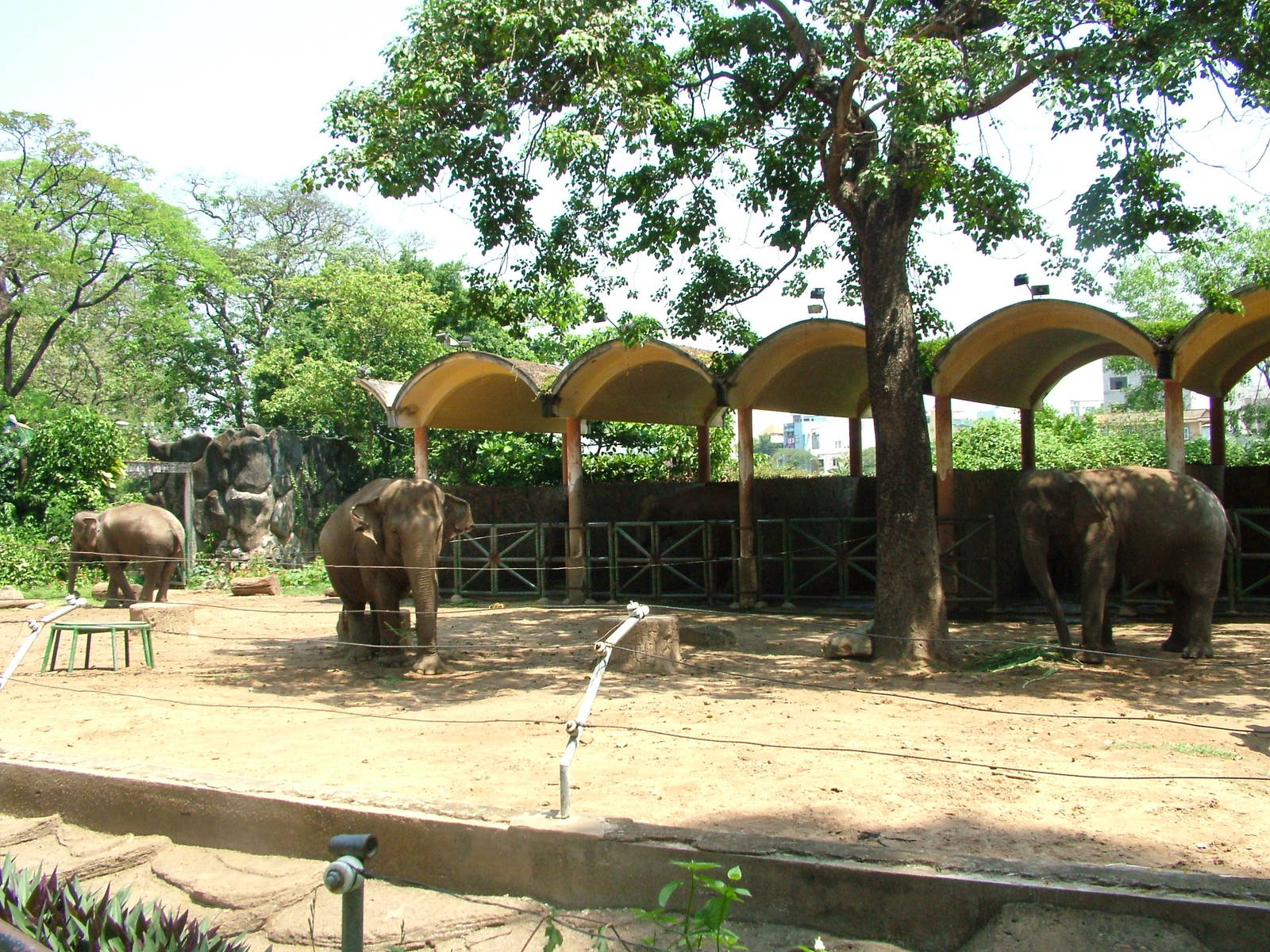 Elephant Paddock at Saigon Zoo, 16/03/12
