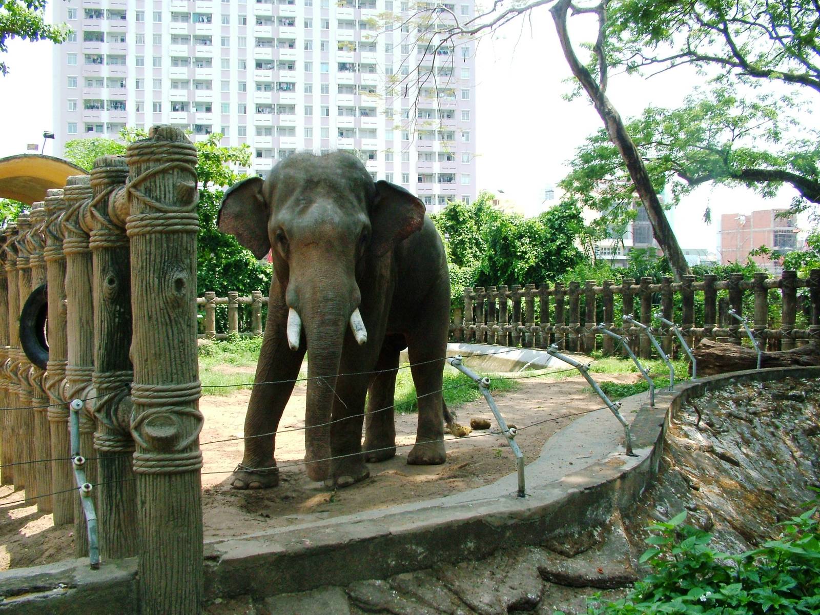 Elephant Paddock at Saigon Zoo, 16/03/12
