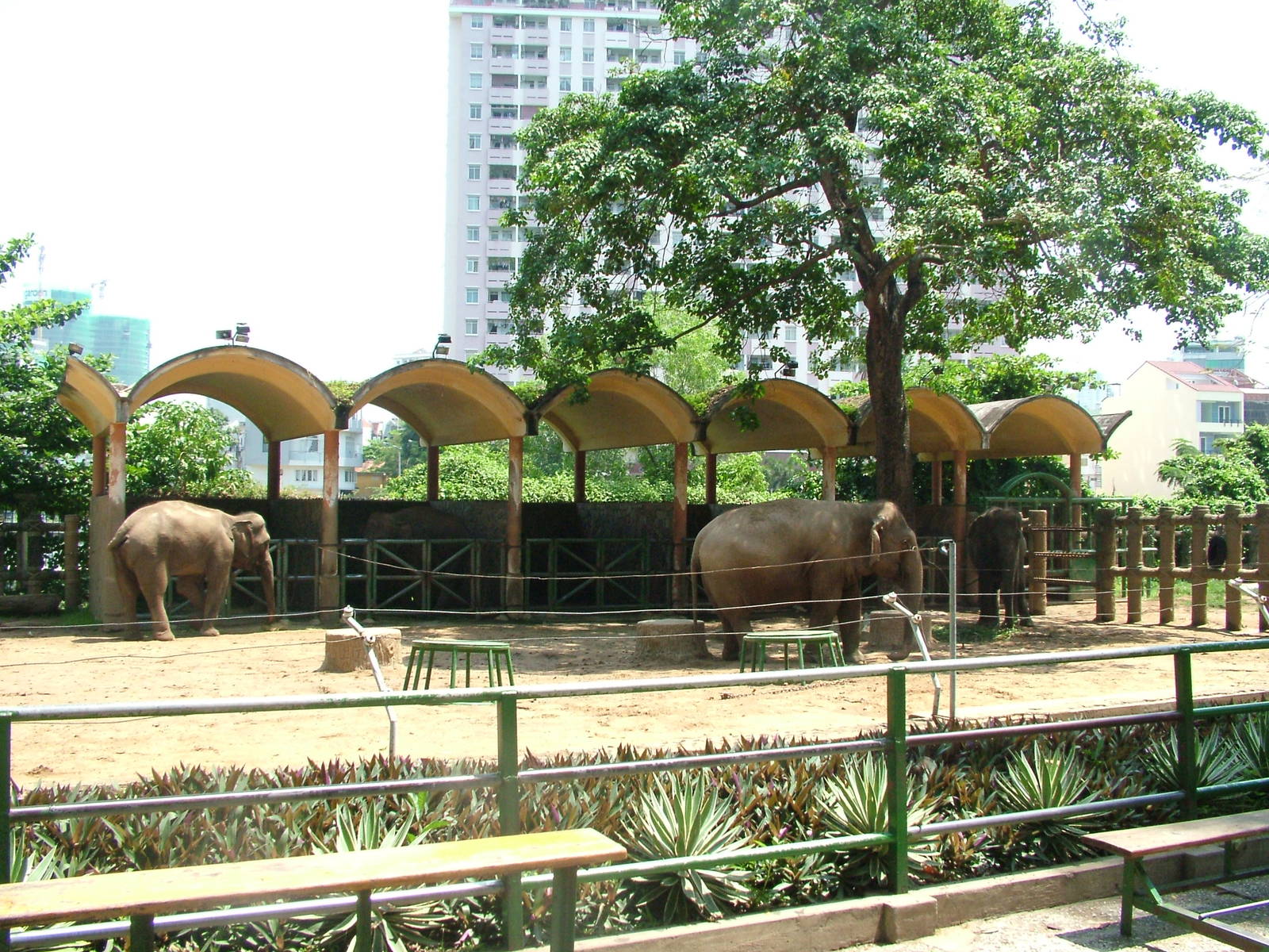Elephant Paddock at Saigon Zoo, 16/03/12