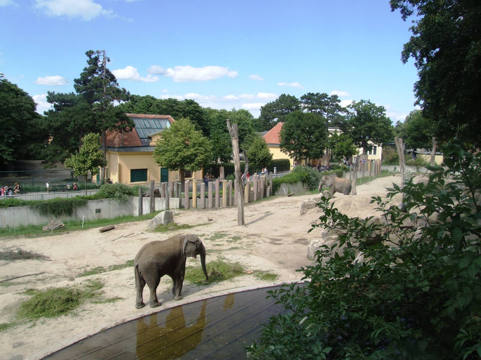 Elephant Paddock at Vienna, 14/06/13