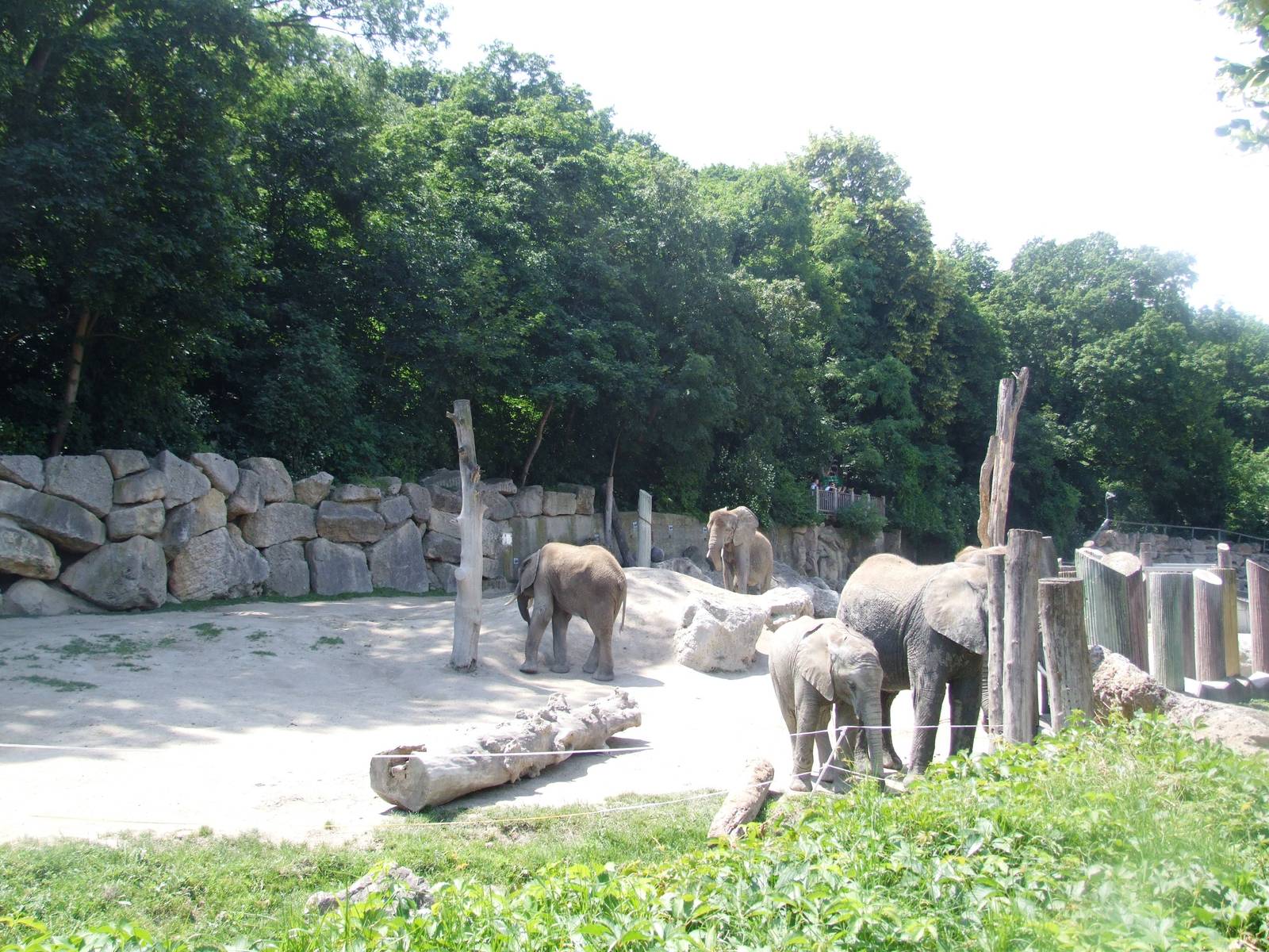 Elephant Paddock at Vienna, 16/06/13