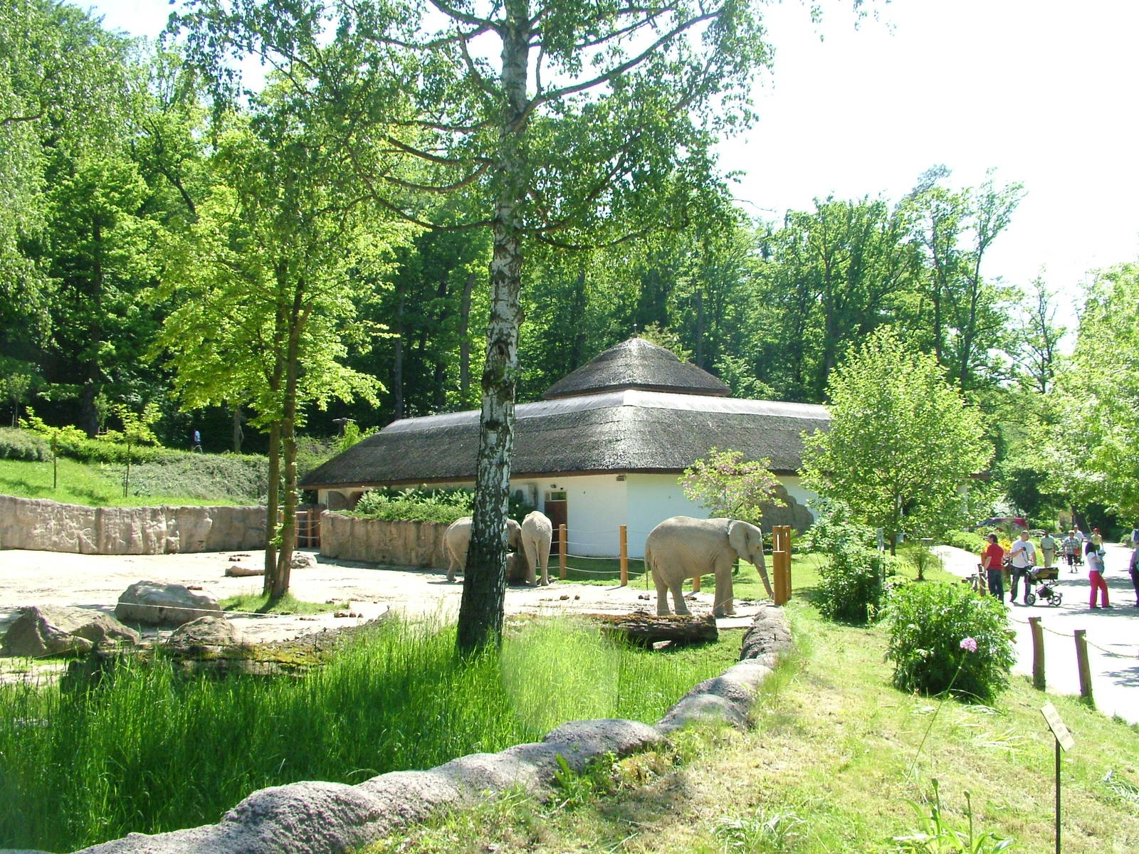 Elephant paddock at Zlin, 28/05/10