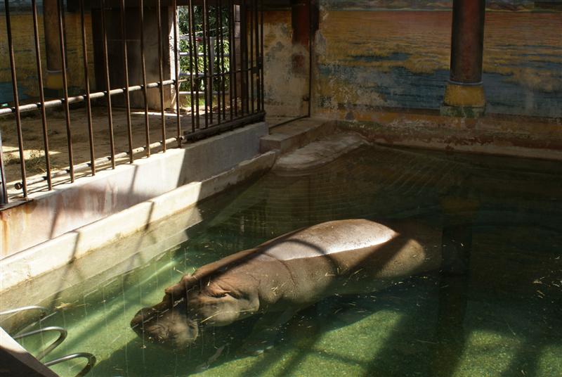 Elephant paddock, house and construction Apr 2009