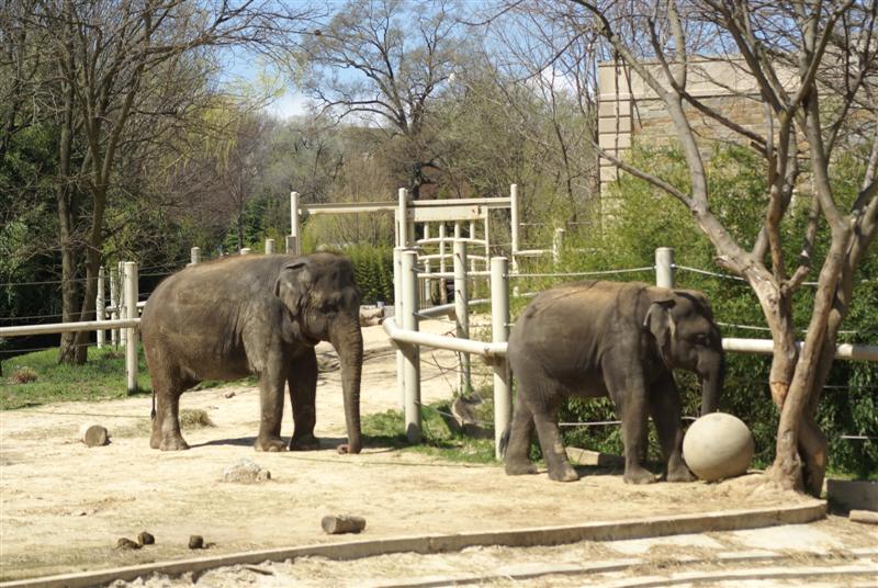 Elephant paddock, house and construction Apr 2009