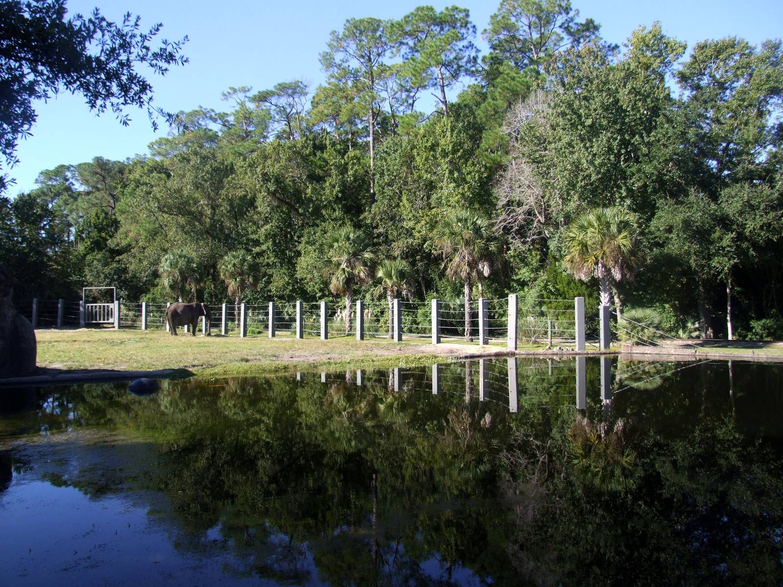 Elephant Paddock Viewing at Jacksonville, 10/10/13