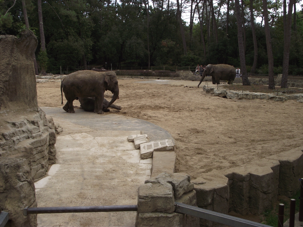 Elephant Paddock