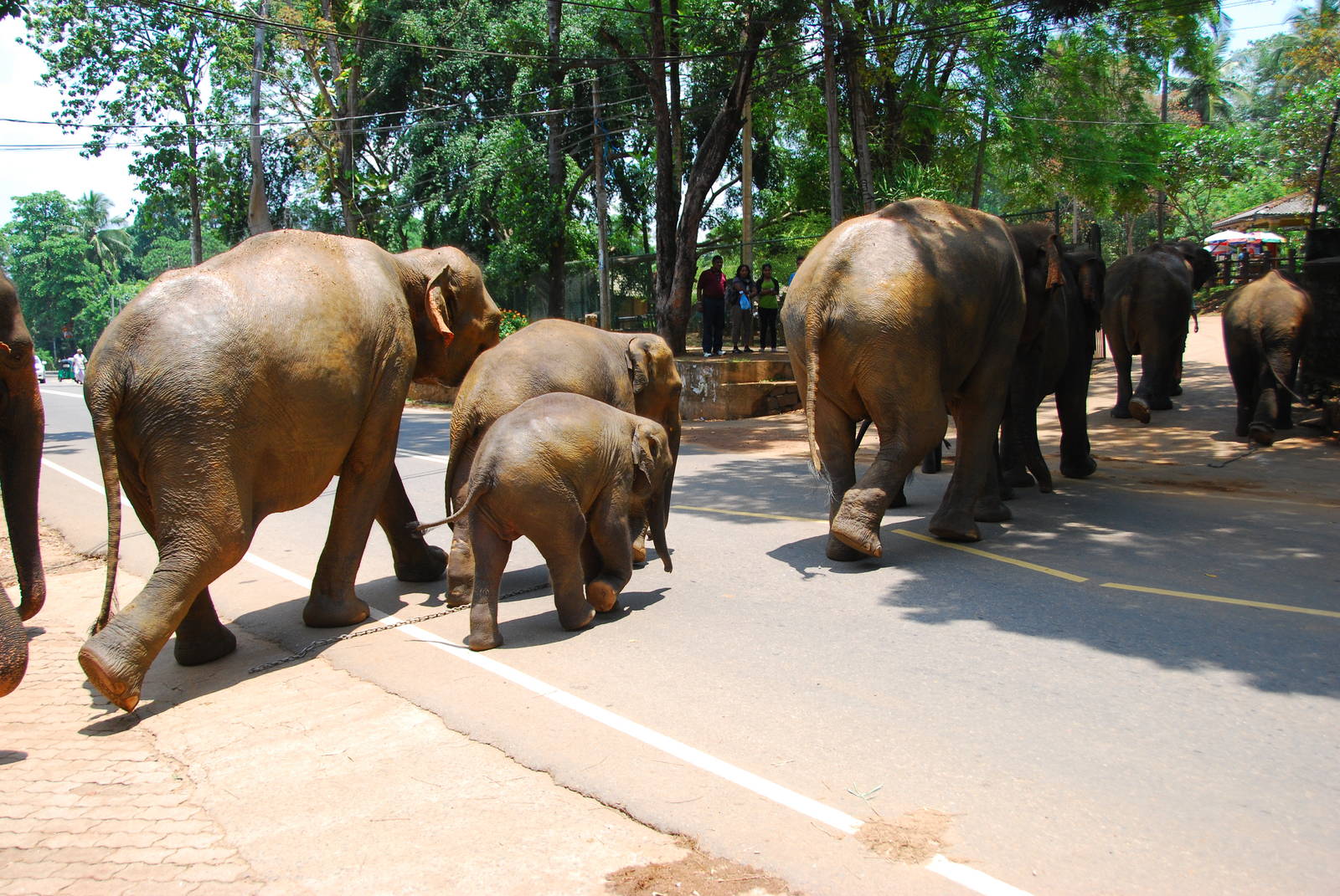 Elephant Parade to Orphanage