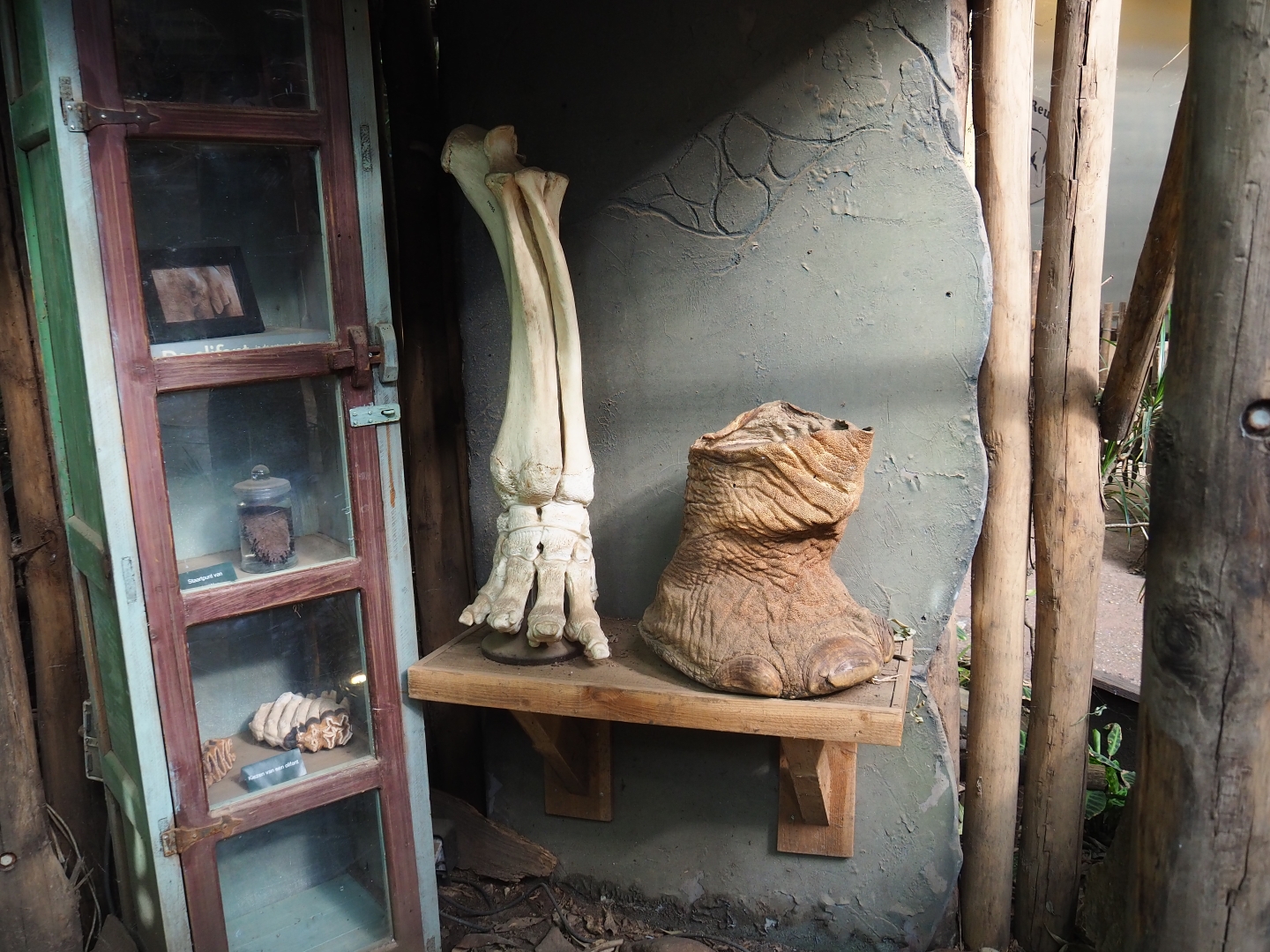 Elephant parts display