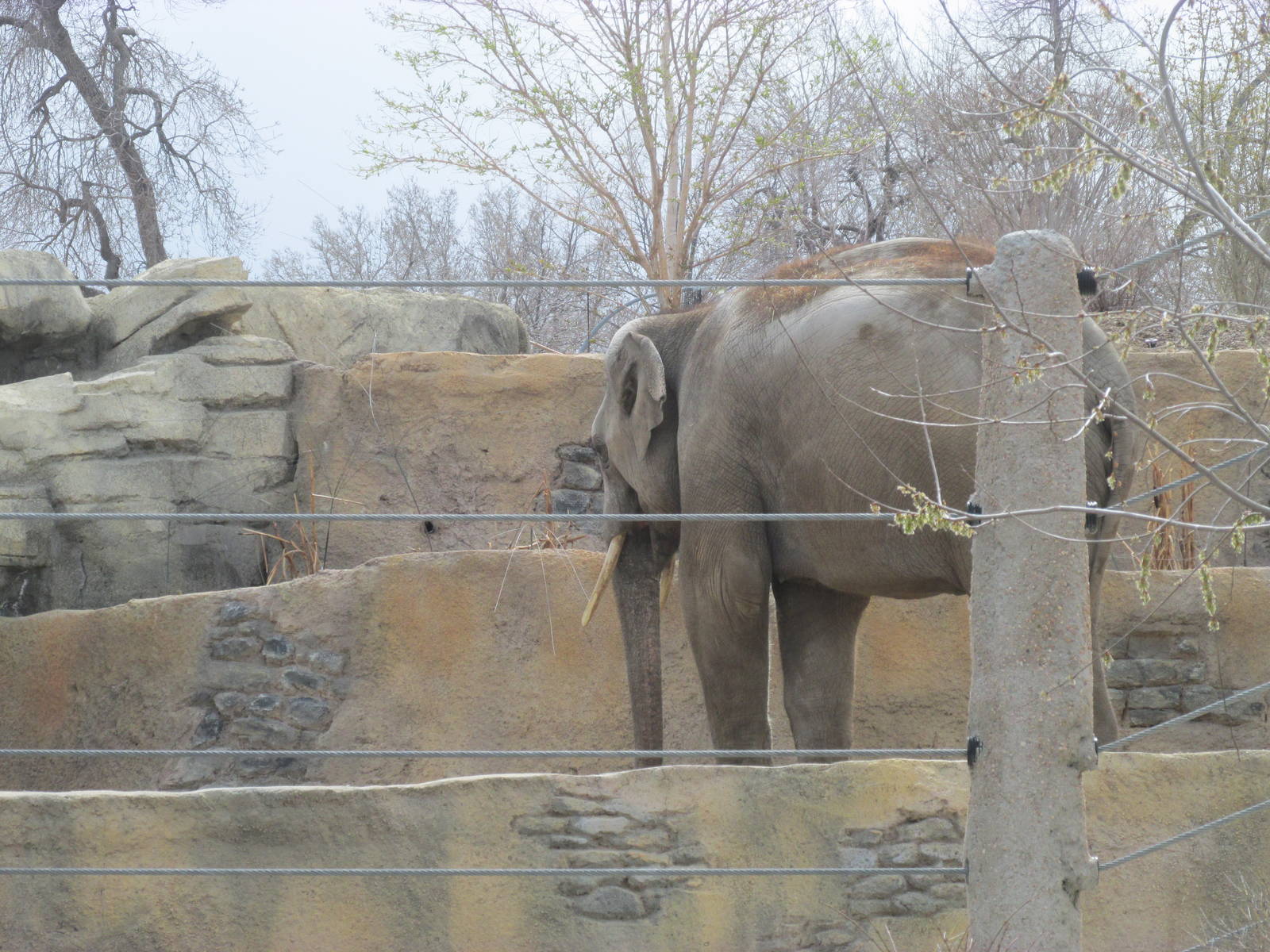 Elephant Passage - Asian Elephant