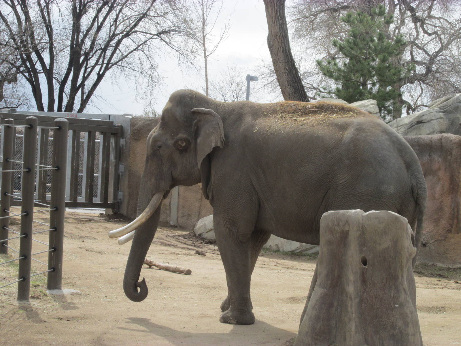 Elephant Passage - Asian Elephant