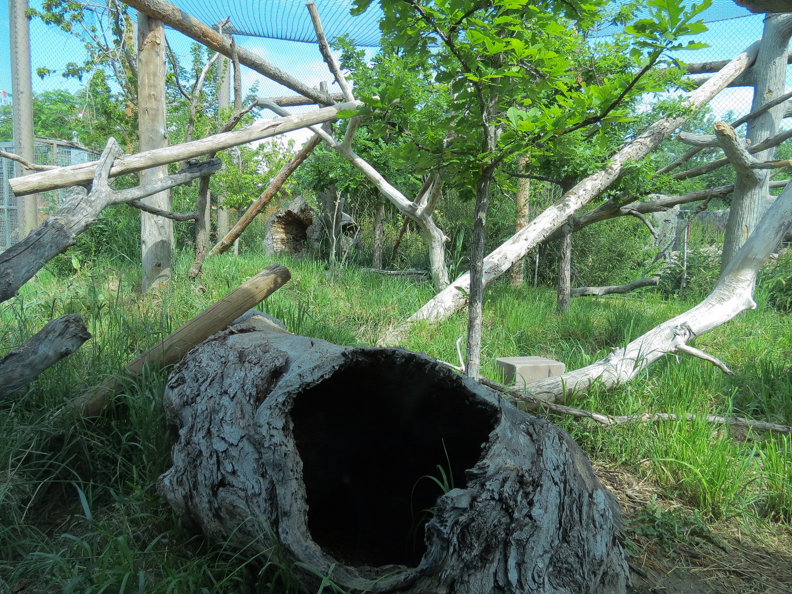 Elephant Passage - Clouded Leopard Exhibit