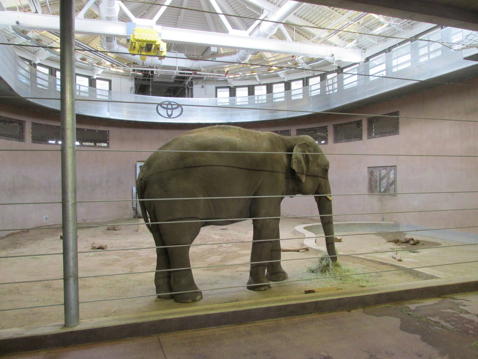 Elephant Passage - Elephant Indoors