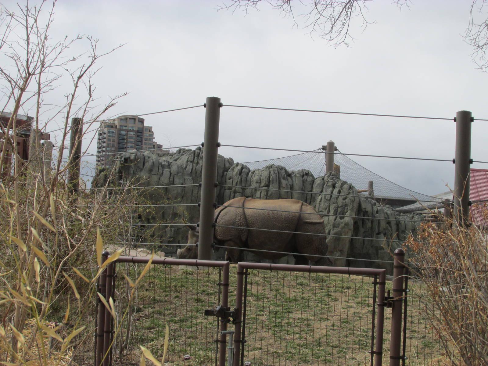 Elephant Passage - Indian Rhino