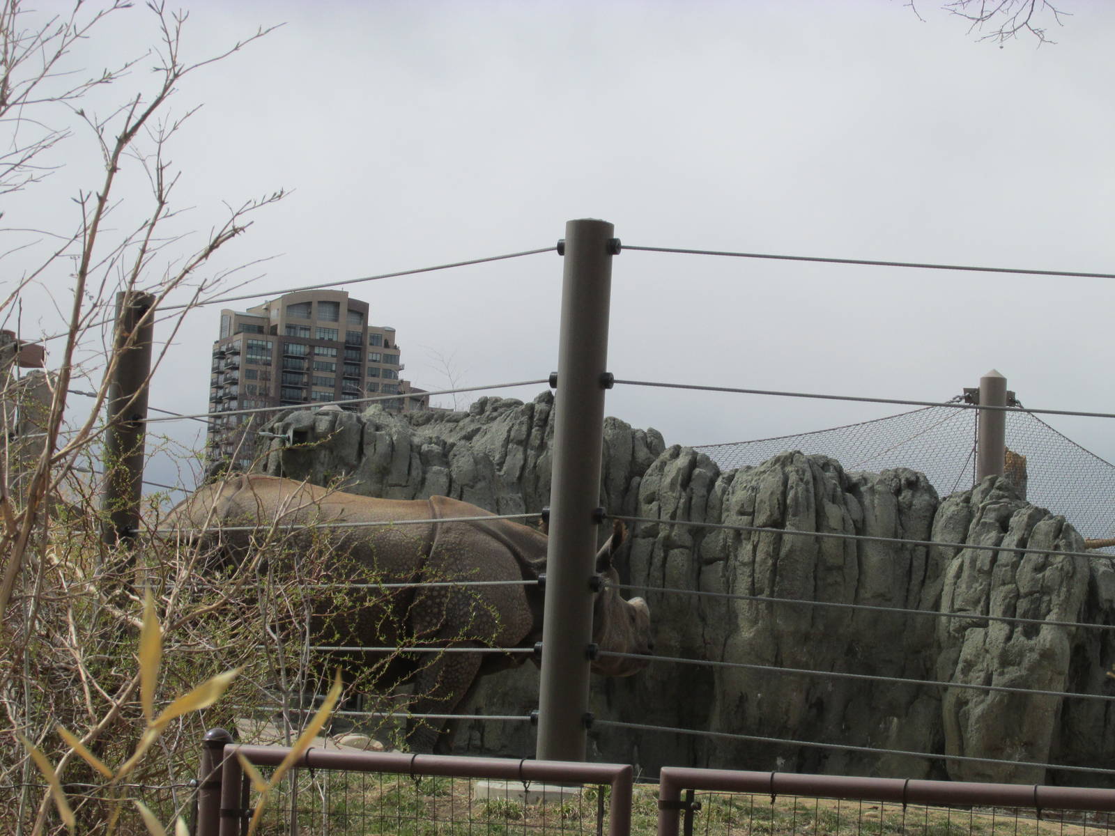 Elephant Passage - Indian Rhino