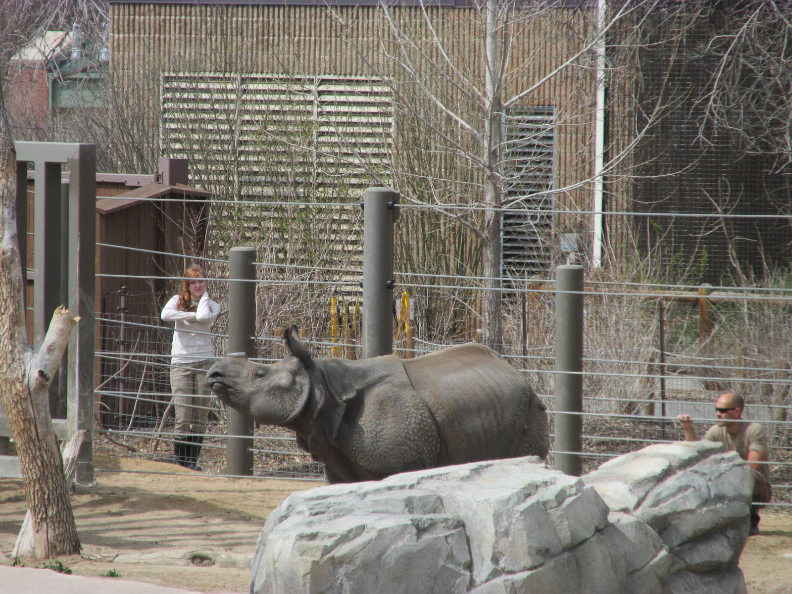 Elephant Passage - Indian Rhino