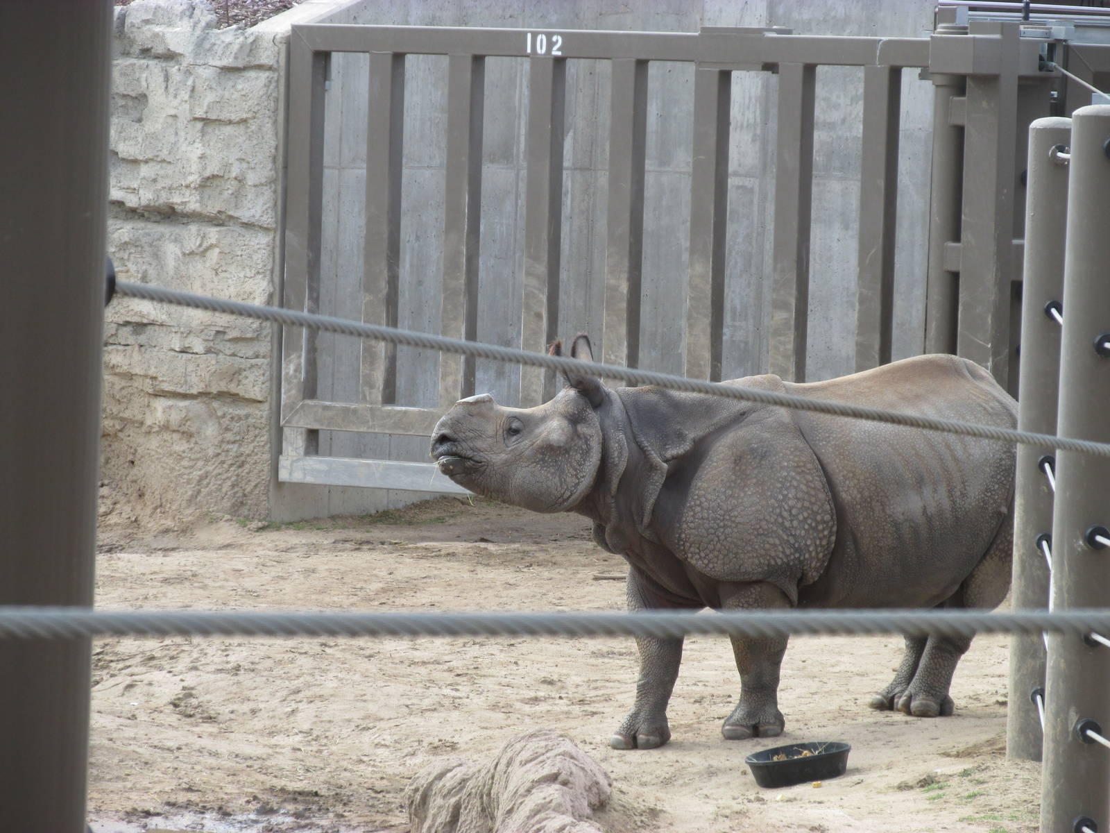Elephant Passage - Indian Rhino