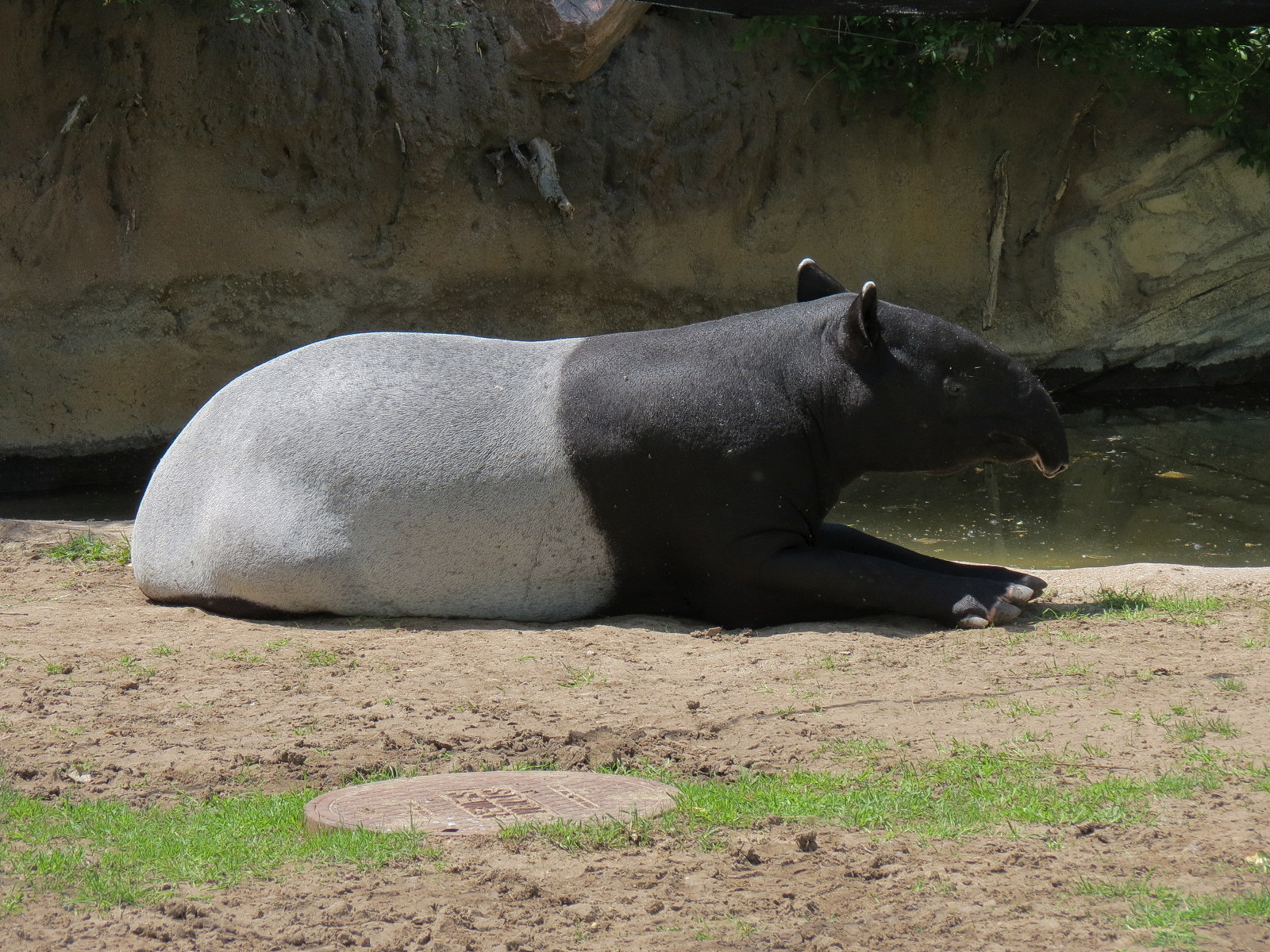 Elephant Passage - Malayan Tapir Exhibit