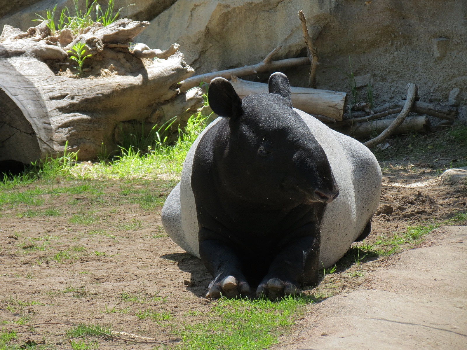 Elephant Passage - Malayan Tapir Exhibit