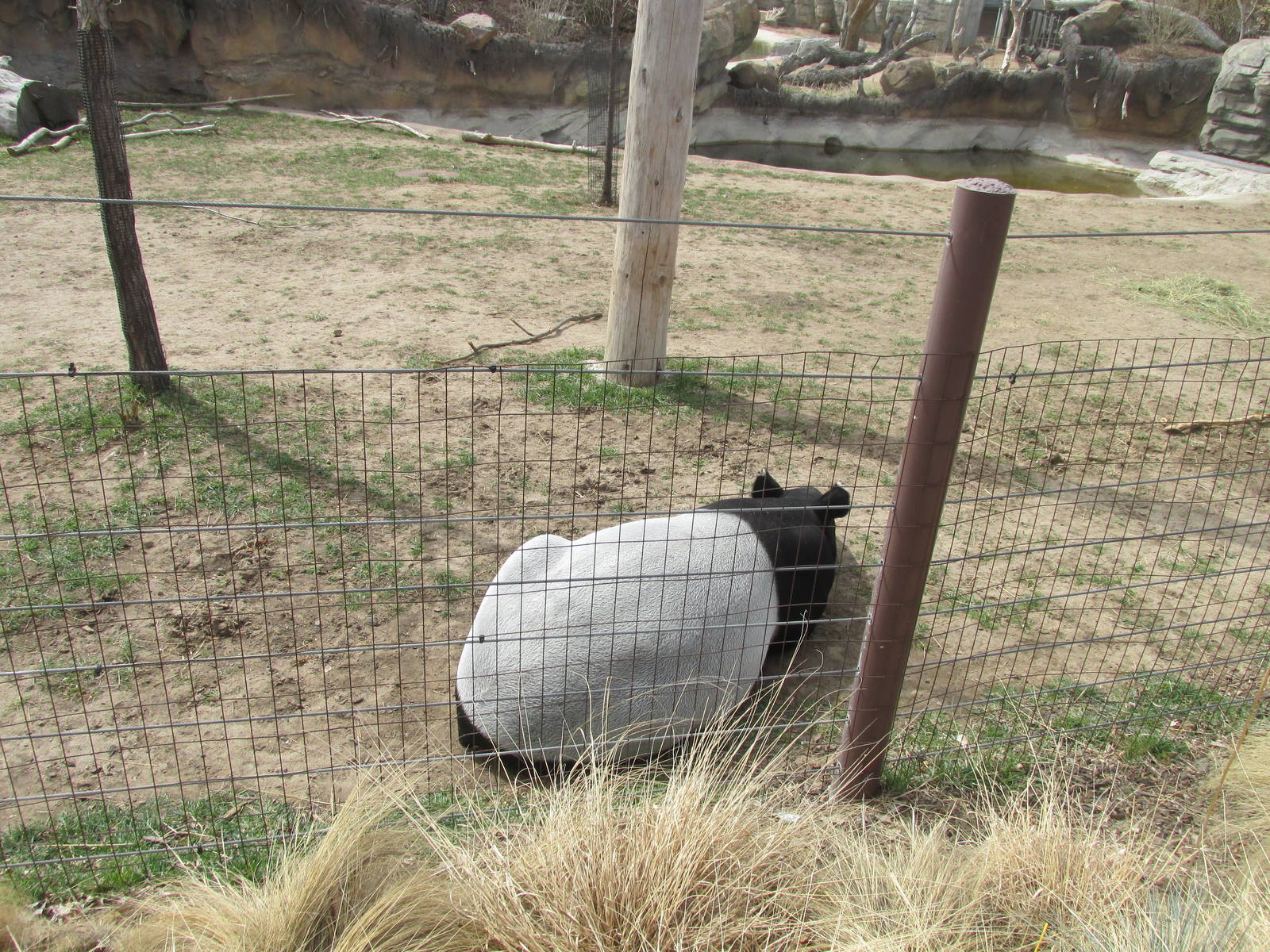 Elephant Passage - Malayan Tapir