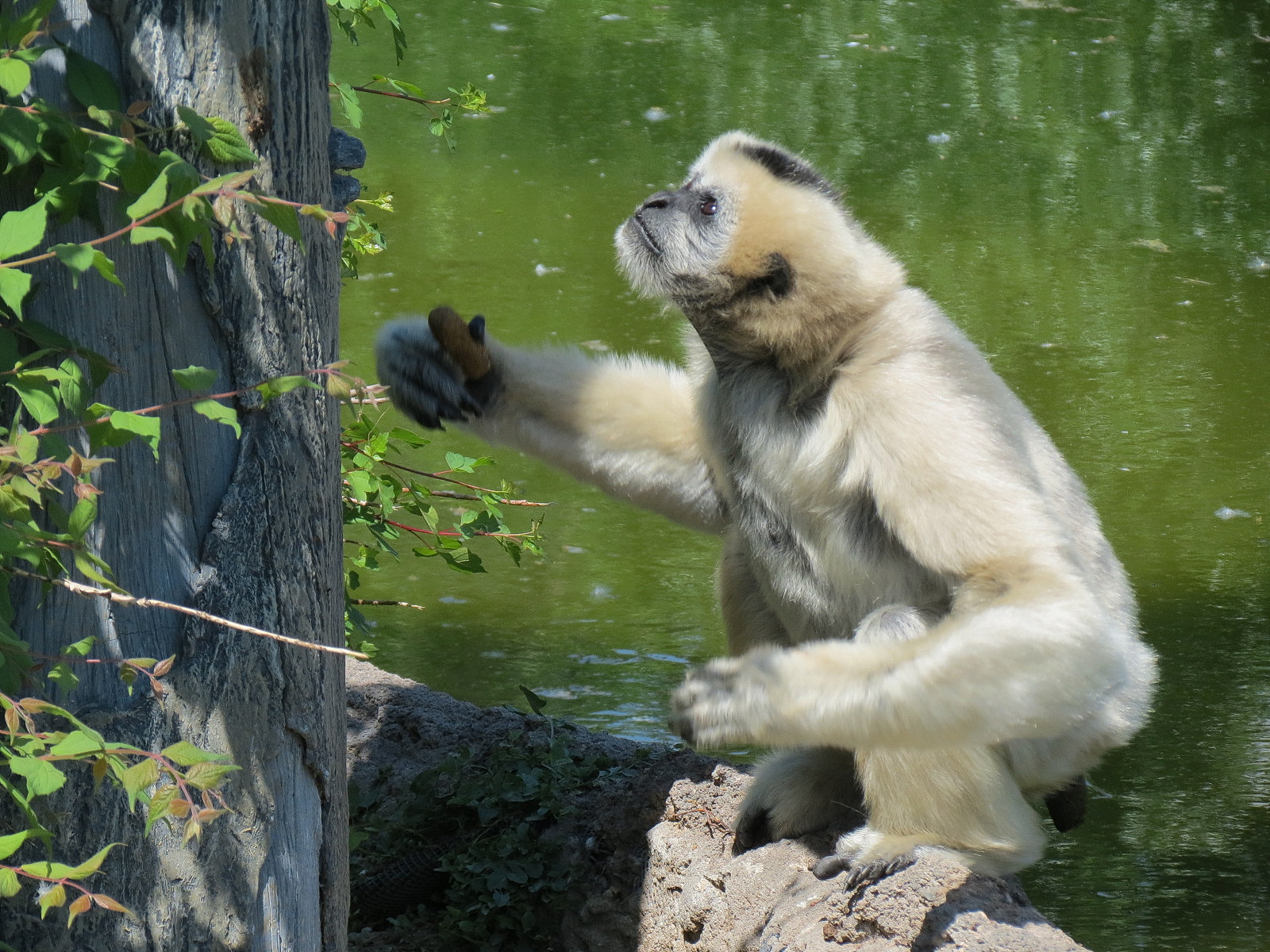 Elephant Passage - Northern White-cheeked Gibbon Exhibit