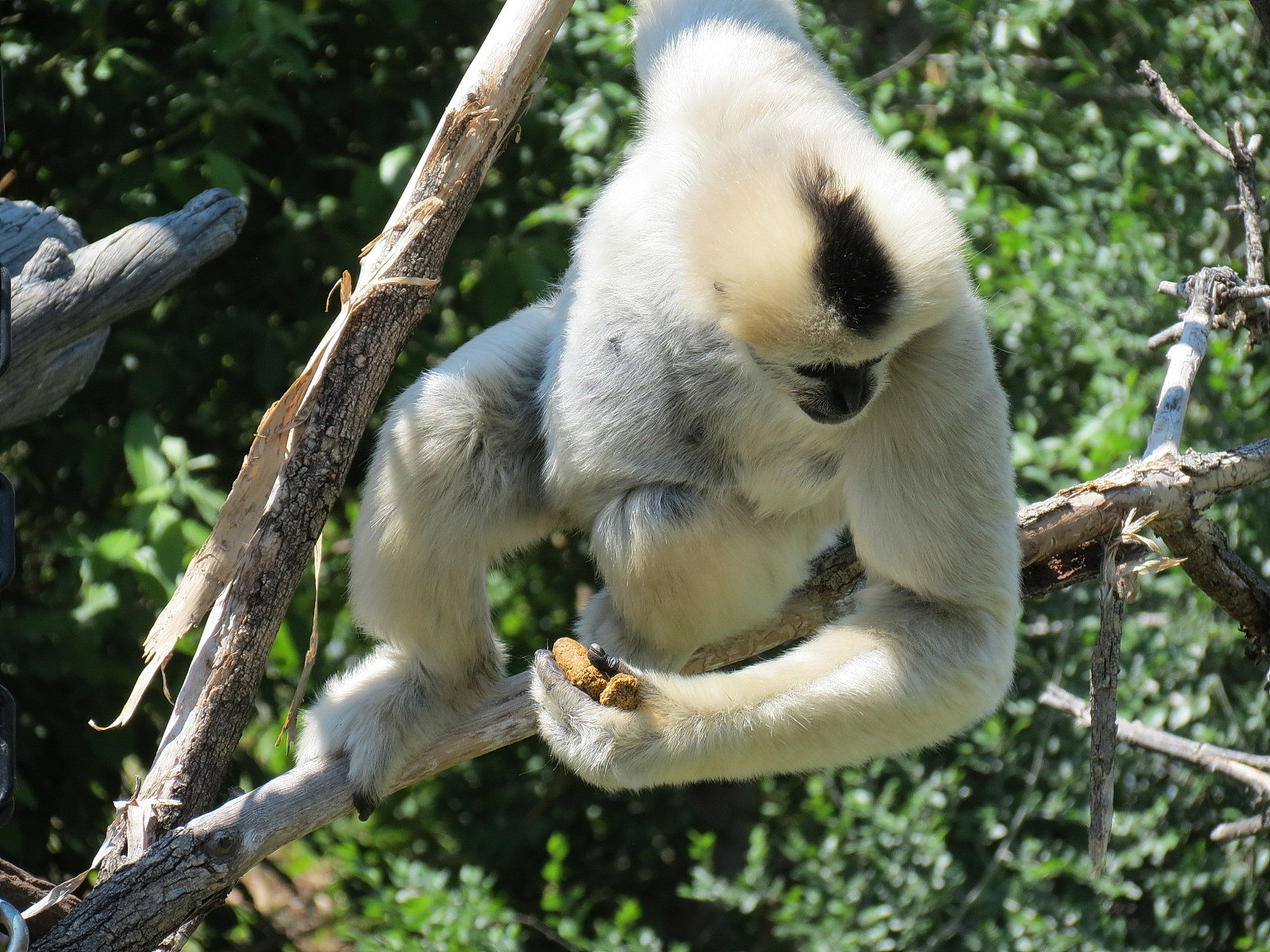 Elephant Passage - Northern White-cheeked Gibbon Exhibit