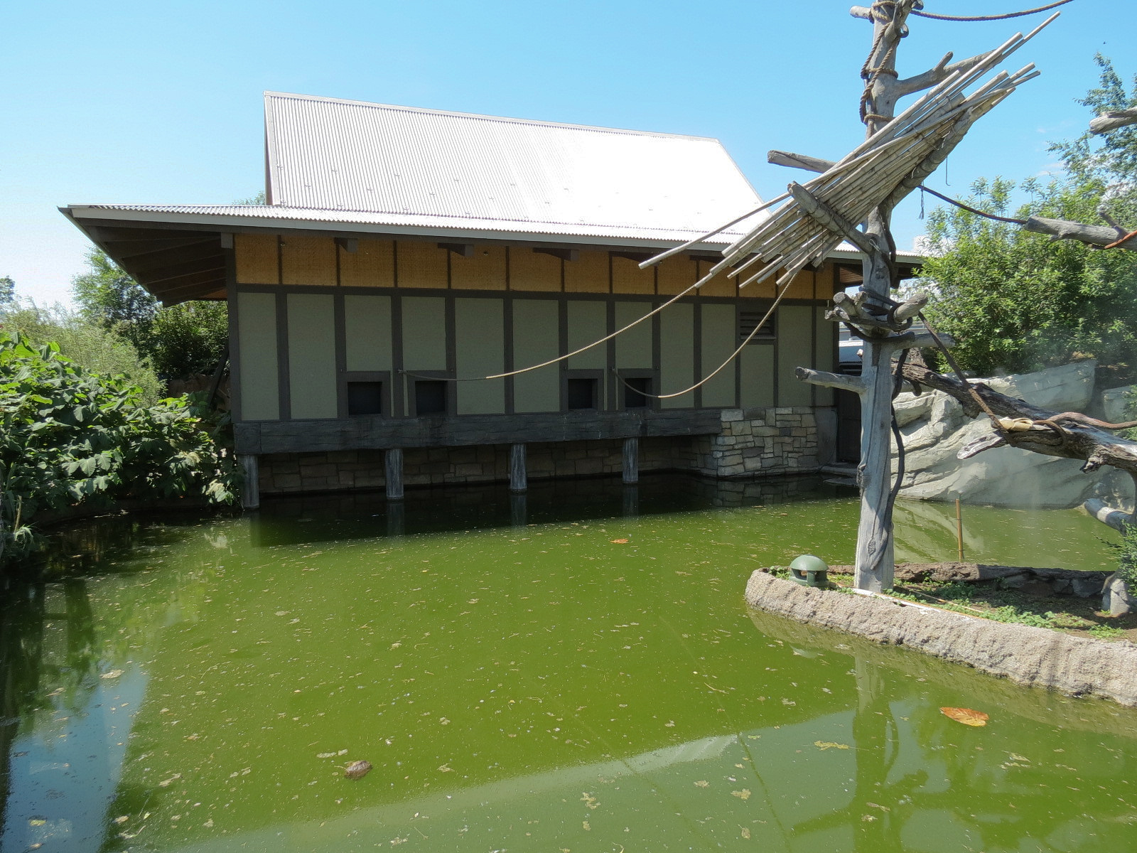 Elephant Passage - Northern White-cheeked Gibbon Exhibit