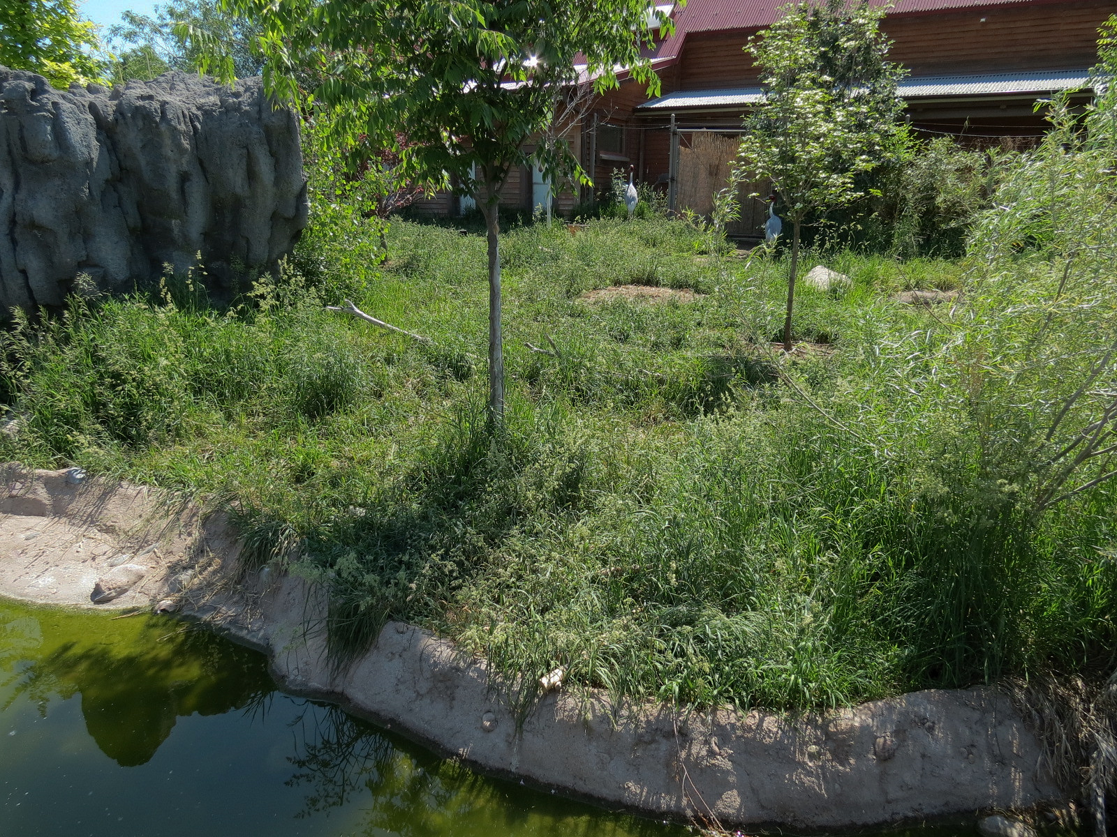 Elephant Passage - Sarus Crane Exhibit