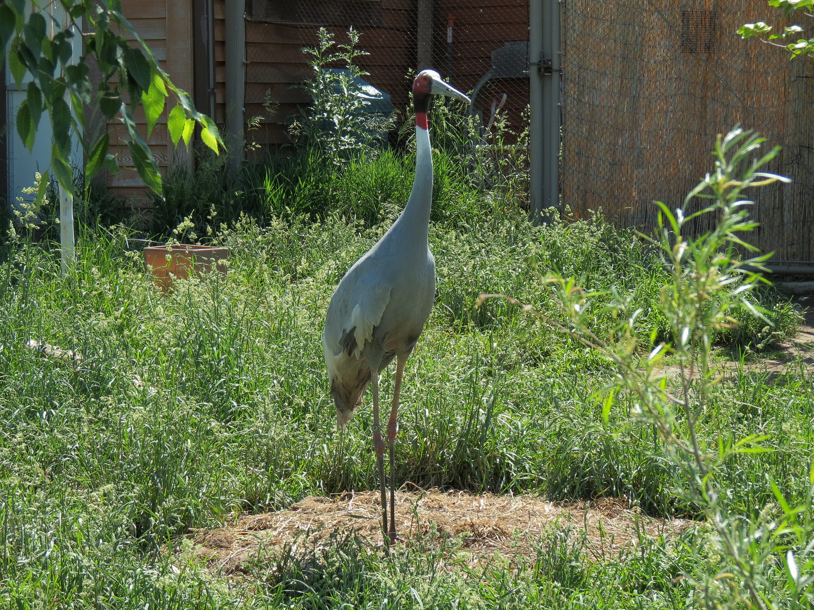 Elephant Passage - Sarus Crane Exhibit