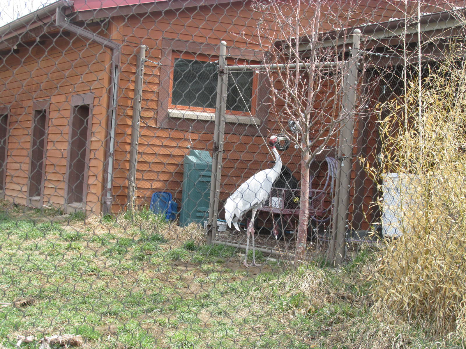 Elephant Passage - Sarus Crane