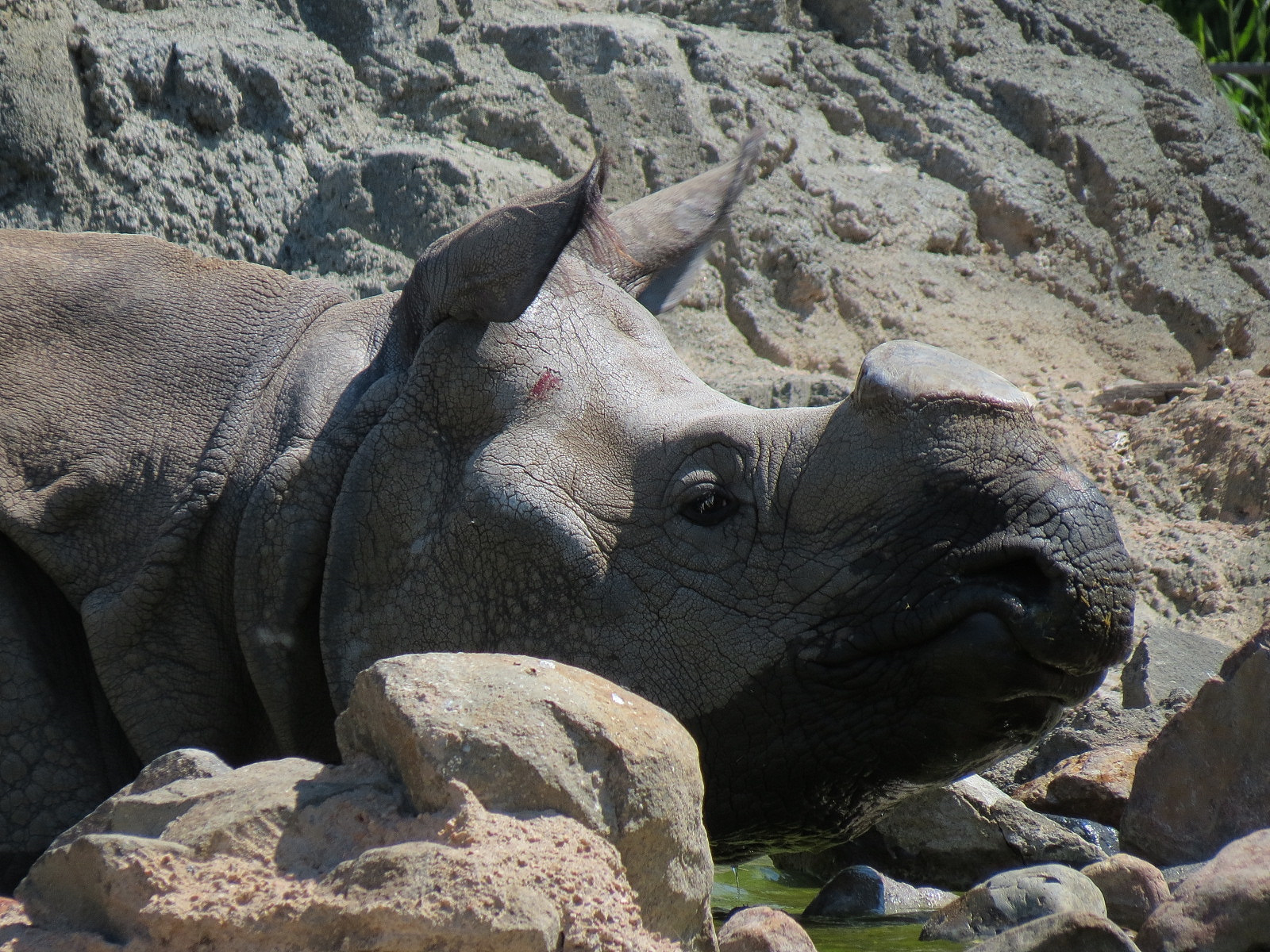 Elephant Passage - Species Rotation Yard Adjacent to Village Hall - Greater