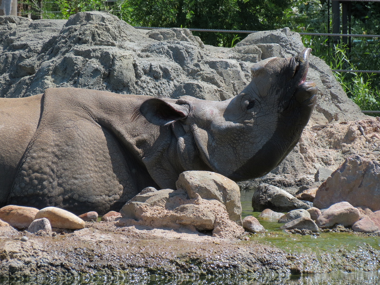 Elephant Passage - Species Rotation Yard Adjacent to Village Hall - Greater