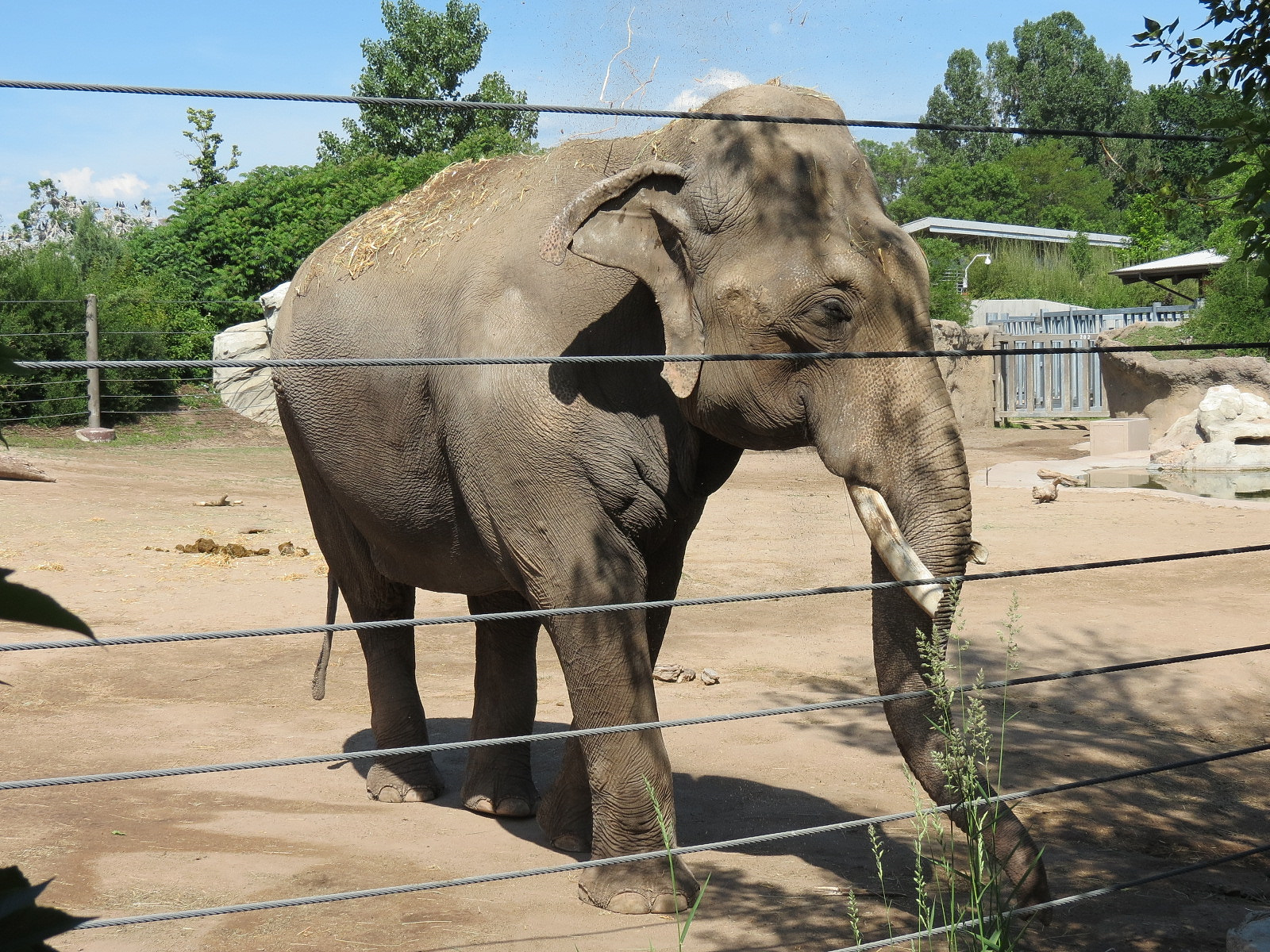 Elephant Passage - Species Rotation Yard West of Elephant House - Asian Ele