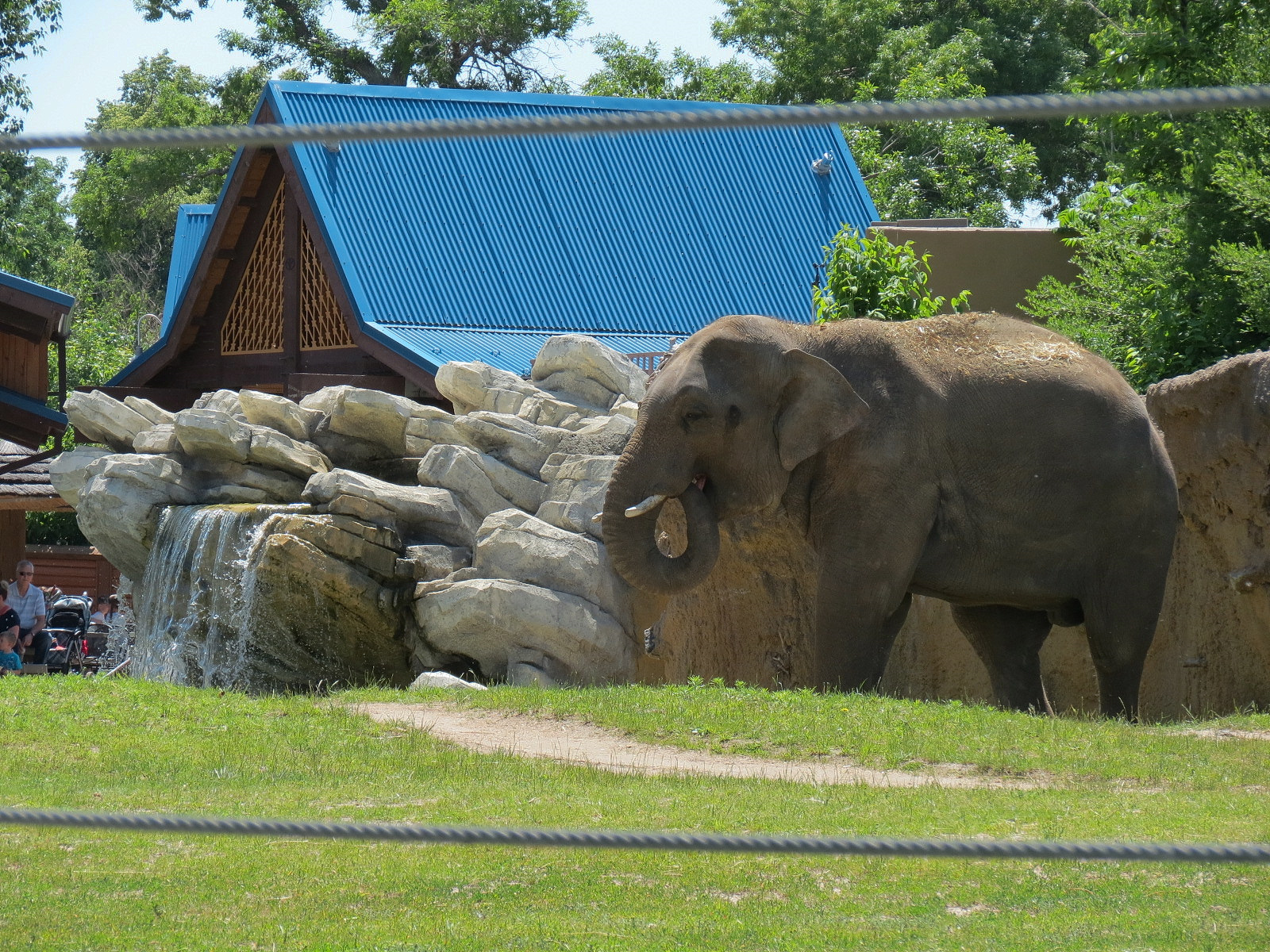 Elephant Passage - Species Rotation Yard With Amphitheater - Asian Elephant