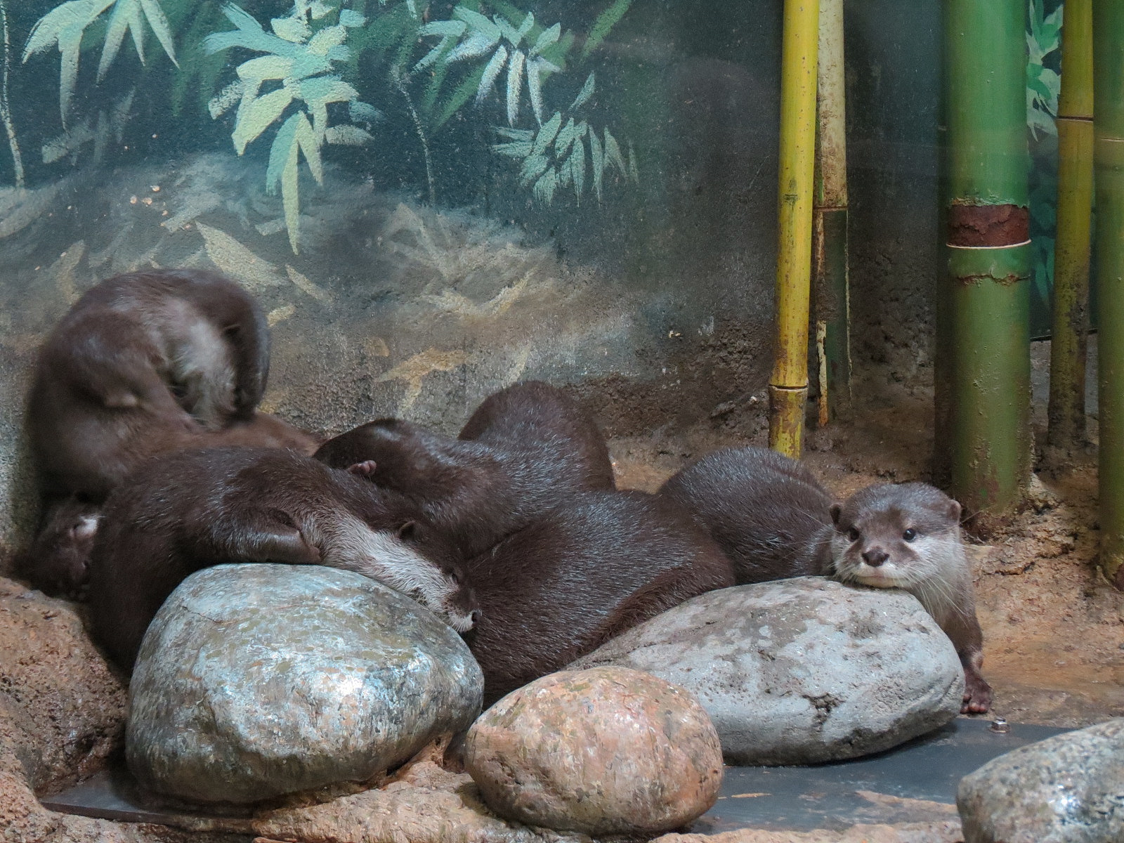 Elephant Passage - Village Hall - Asian Small-clawed Otter Exhibit