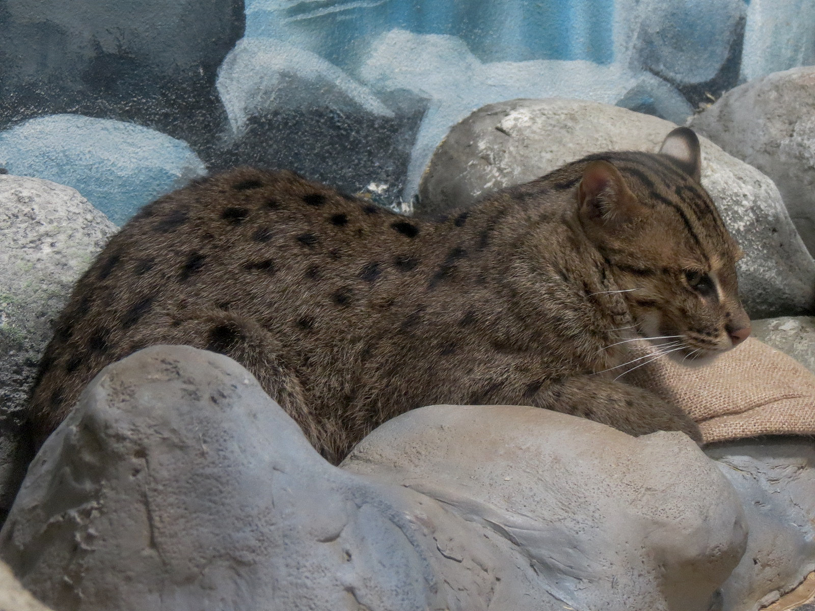 Elephant Passage - Village Hall - Fishing Cat Exhibit