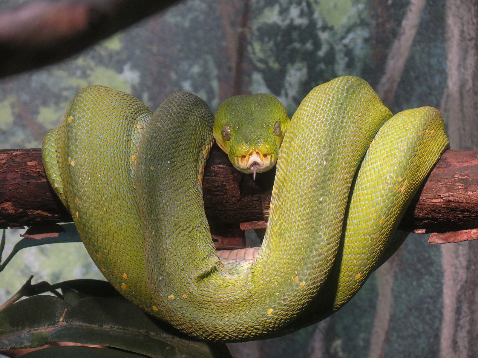 Elephant Passage - Village Hall - Green Tree Python Exhibit