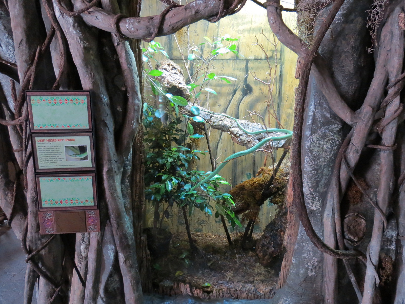 Elephant Passage - Village Hall - Leaf-nosed Rat Snake Exhibit