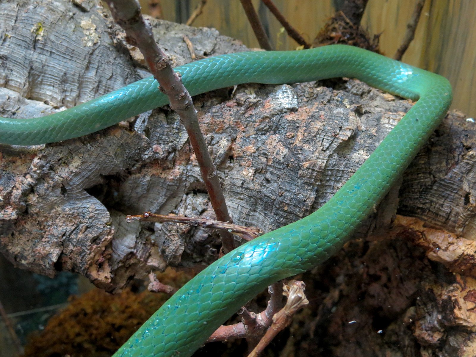Elephant Passage - Village Hall - Leaf-nosed Rat Snake Exhibit
