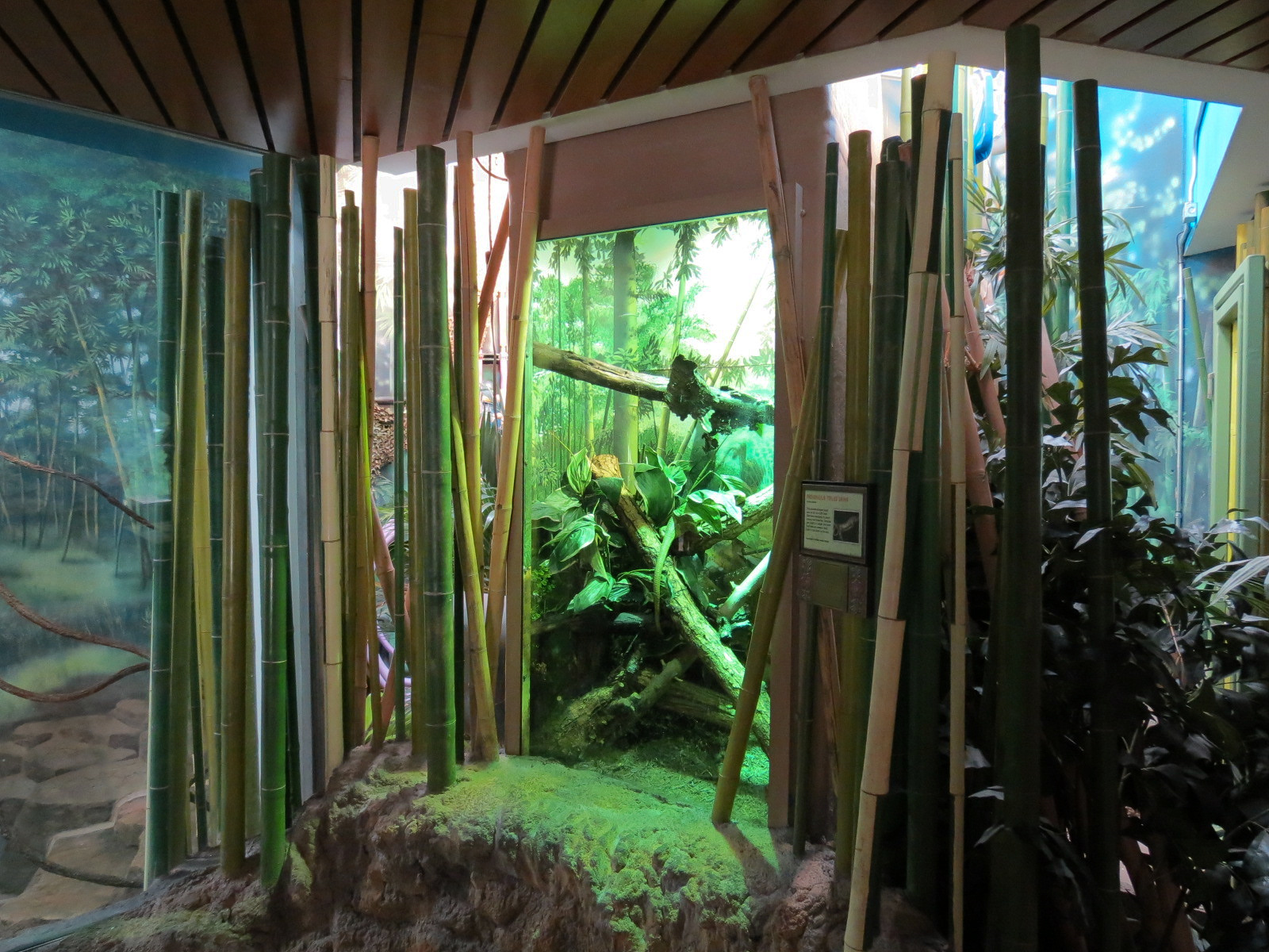 Elephant Passage - Village Hall - Prehensile-tailed Skink Exhibit