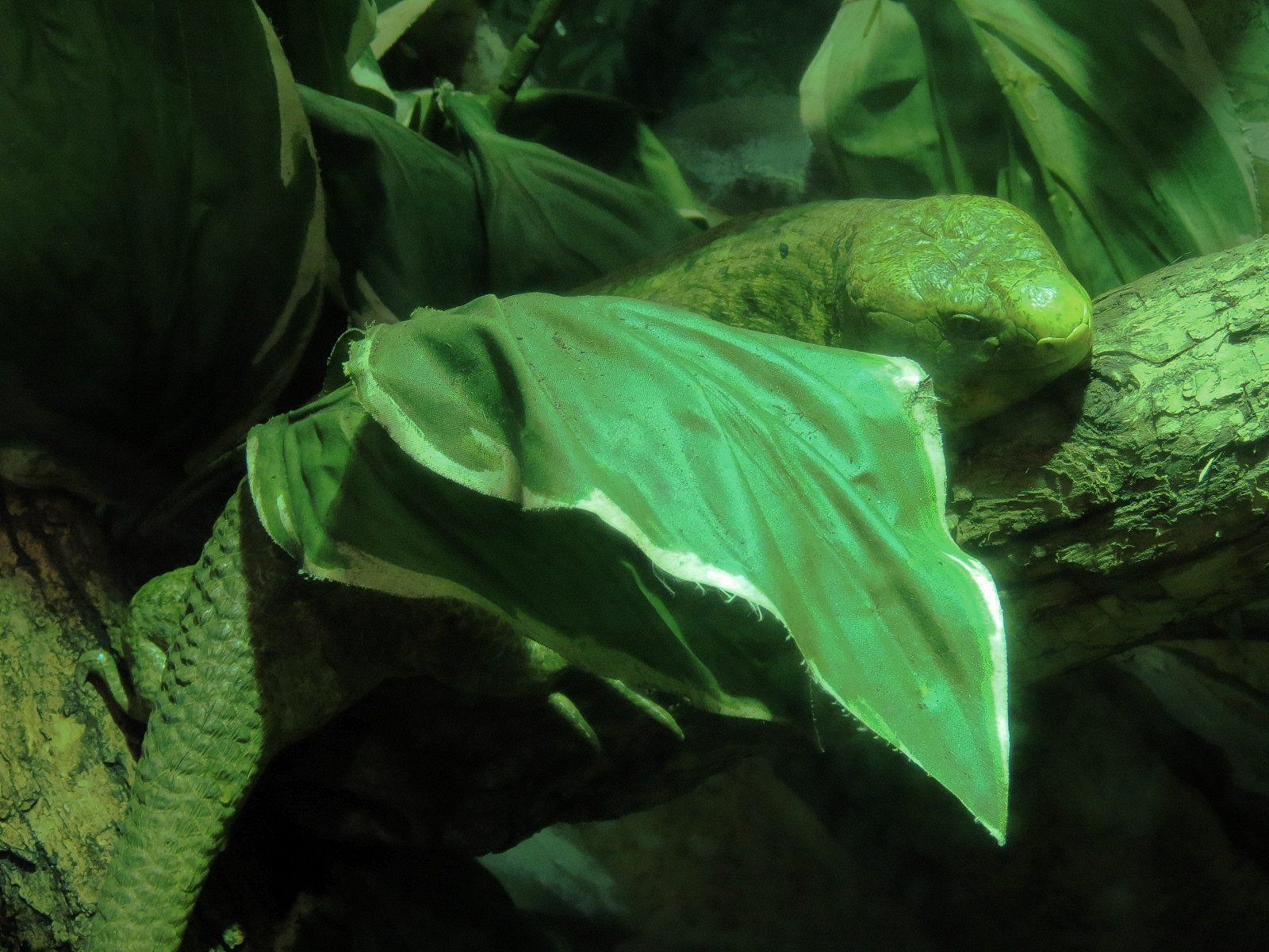 Elephant Passage - Village Hall - Prehensile-tailed Skink Exhibit
